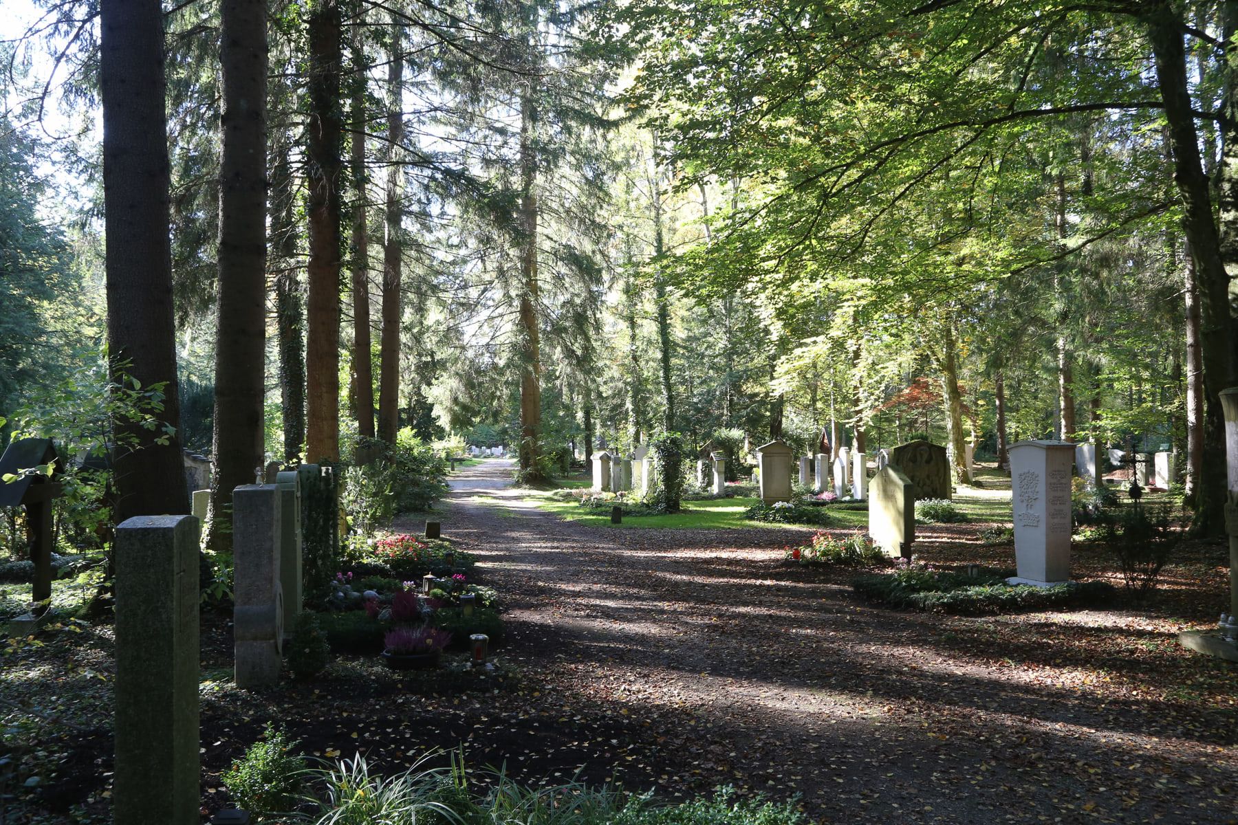 Schattiger Waldweg zwischen Grabstätten und hohen geraden Baumstämmen auf Waldfriedhof Solln